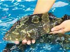 Khánh Hòa: Sản xuất giống nhân tạo cá mú trân châu